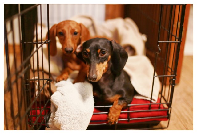 Emily & Lily | October 2013.  Photo by: Johnny Ortez-Tibbels ©
