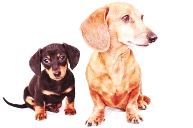 Emily & Rufus | January 2012.  Photo by: Johnny Ortez-Tibbels ©