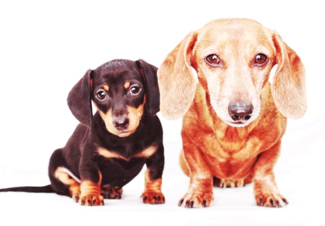 Emily & Rufus | January 2012.  Photo by: Johnny Ortez-Tibbels ©