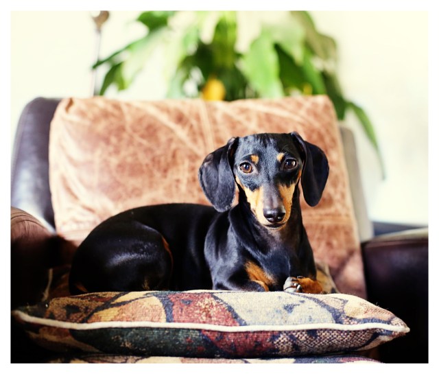 Emily | November 2013.  Photo by: Johnny Ortez-Tibbels ©