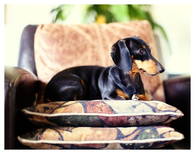 Emily | November 2013.  Photo by: Johnny Ortez-Tibbels ©