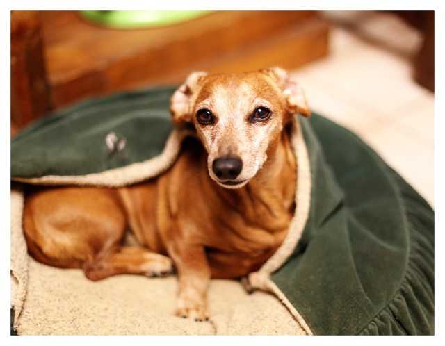 Rufus | November 2013. Photo by: Johnny Ortez-Tibbels ©