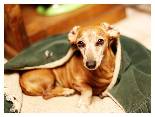 Rufus | November 2013. Photo by: Johnny Ortez-Tibbels ©