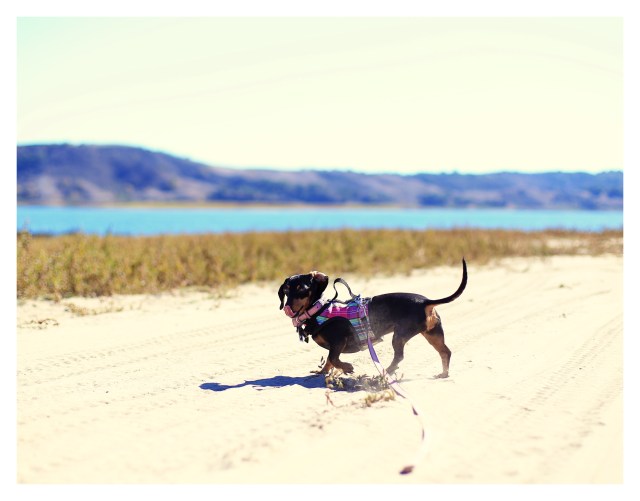 Emily | November 2013.  Photo by: Johnny Ortez-Tibbels ©