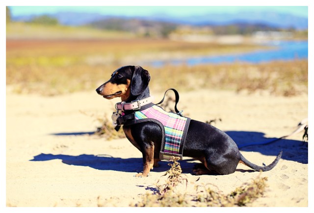 Emily | November 2013.  Photo by: Johnny Ortez-Tibbels ©