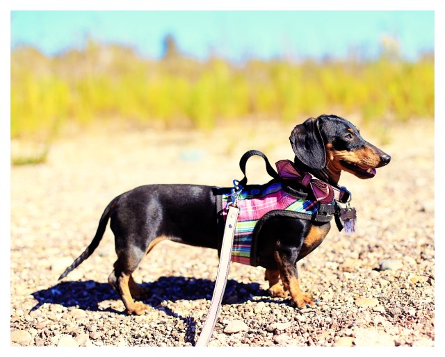 Emily | November 2013.  Photo by: Johnny Ortez-Tibbels ©