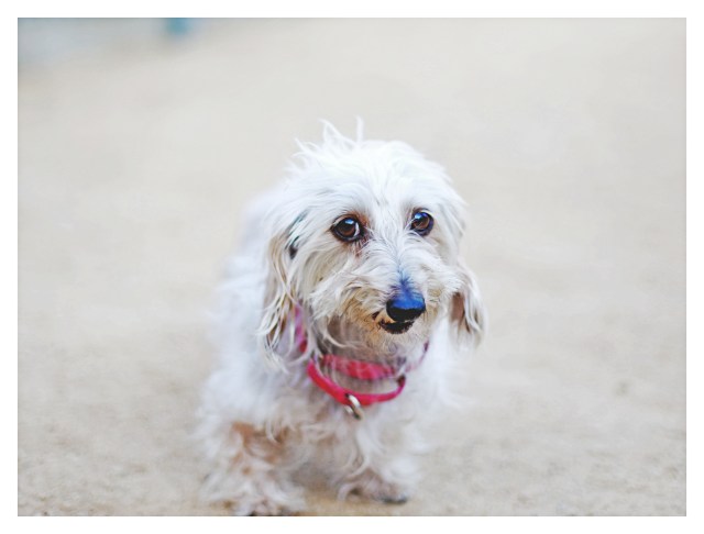 Millie | November 2013. Photo by: Johnny Ortez-Tibbels ©