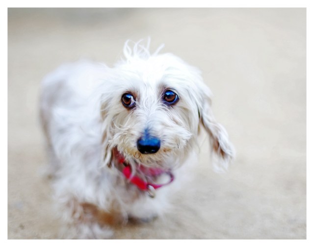 Millie | November 2013. Photo by: Johnny Ortez-Tibbels ©