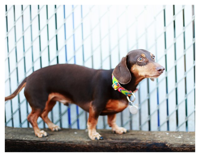 Polie | November 2013.  Photo by: Johnny Ortez-Tibbels ©