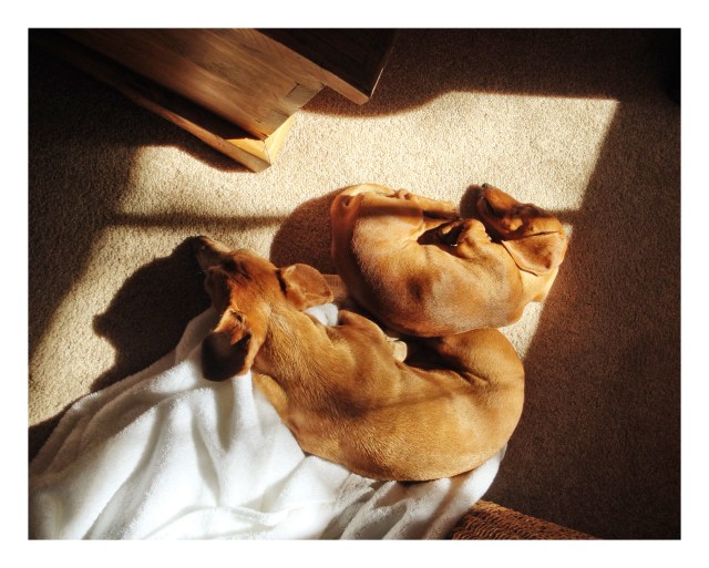 Rufus & Lily | October 2013.  Photo by: Johnny Ortez-Tibbels ©