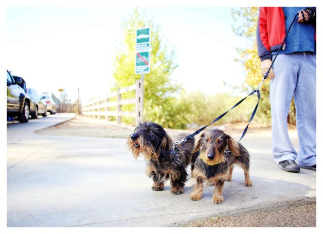 Wild Boar Wirehair Standard Dachshunds | November 2013.  Photo by: Johnny Ortez-Tibbels ©