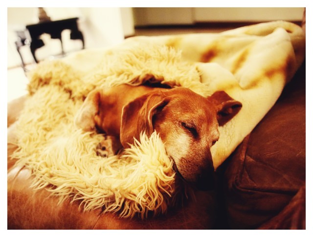 Rufus | November 2013.  Photo by: Johnny Ortez-Tibbels ©