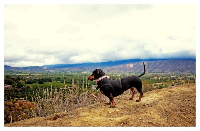 Emily | November 2013.  Photo by: Johnny Ortez-Tibbels ©