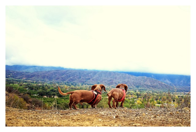 Rufus & Lily | November 2013.  Photo by: Johnny Ortez-Tibbels ©