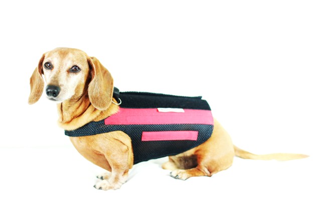 Rufus | August 2013.  Photo by: Johnny Ortez-Tibbels ©