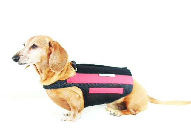 Rufus | August 2013.  Photo by: Johnny Ortez-Tibbels ©