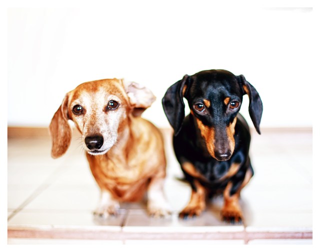 Rufus & Emily | November 2013.  Photo by: Johnny Ortez-Tibbels ©