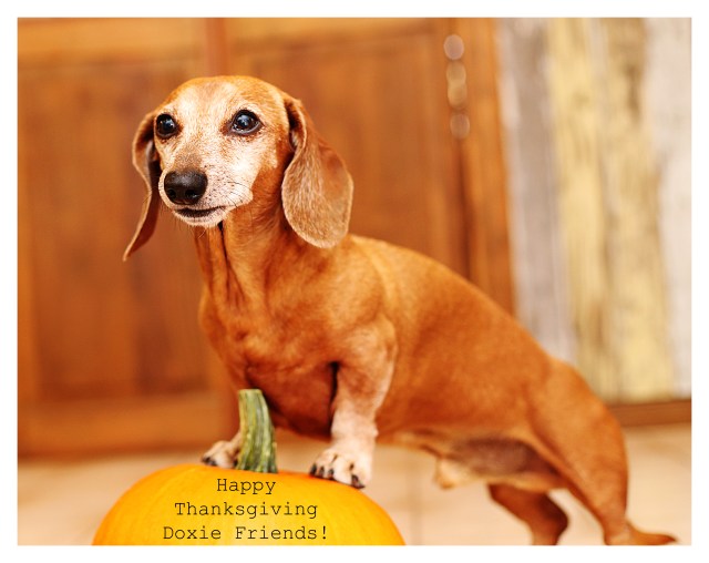 Rufus | November 2013.  Photo by: Johnny Ortez-Tibbels ©