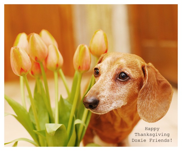 Rufus | November 2013.  Photo by: Johnny Ortez-Tibbels ©