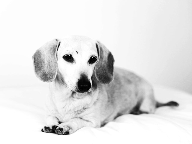 dachshund, doxies, RIP