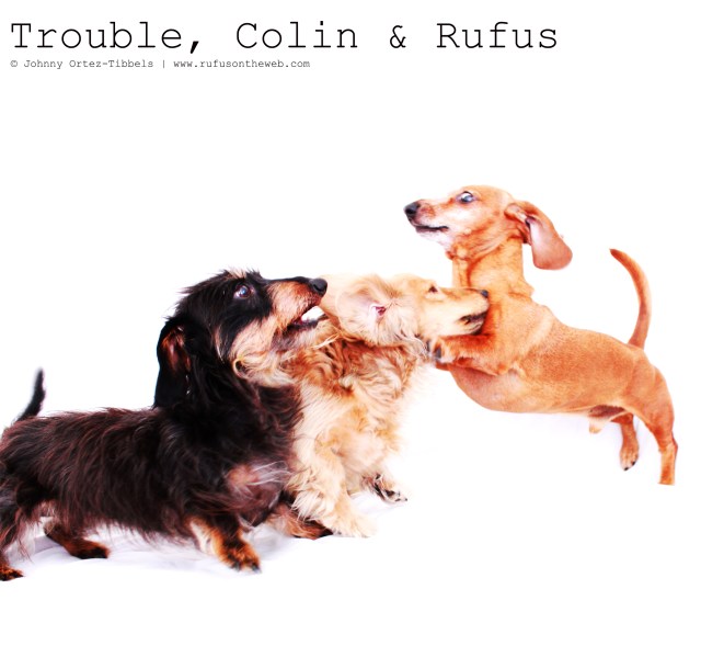 Trouble, Colin & Rufus | June 2011. Photo by: Johnny Ortez-Tibbels ©
