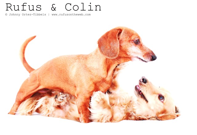 Rufus & Colin | June 2011. Photo by: Johnny Ortez-Tibbels ©