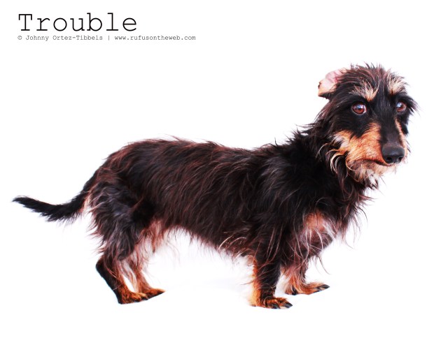 Trouble | June 2011. Photo by: Johnny Ortez-Tibbels ©