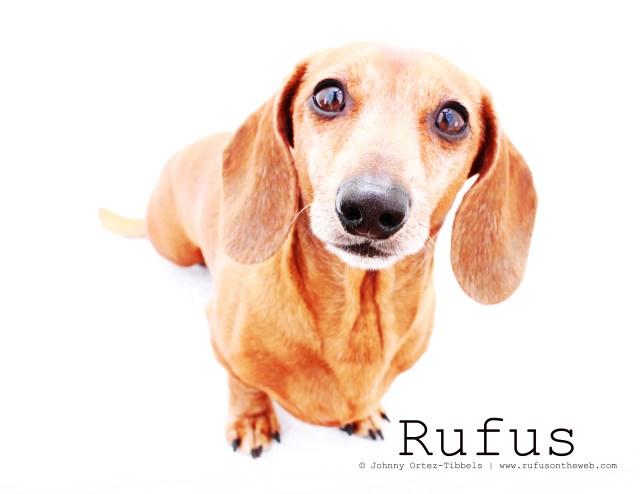Rufus | May 2011.  Photo by: Johnny Ortez-Tibbels ©