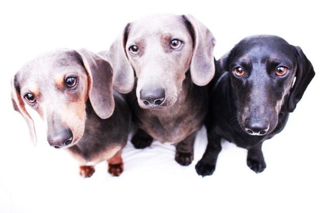 Charlie, Seal & Rex | March 2011.  Photo by: Johnny Ortez-Tibbels ©