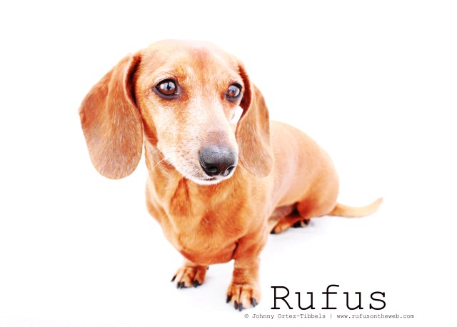 Rufus | May 2011.  Photo by: Johnny Ortez-Tibbels ©