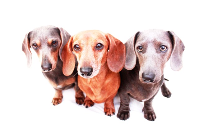 Charlie, Rufus & Seal | March 2011.  Photo by: Johnny Ortez-Tibbels ©