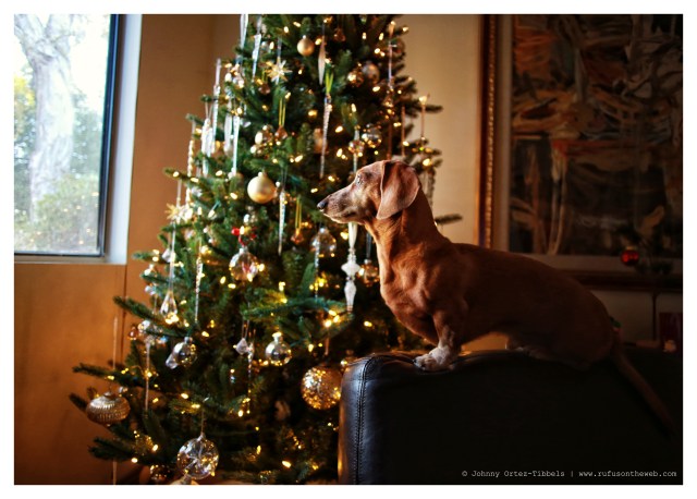 Rufus | December 2013.  Photo by: Johnny Ortez-Tibbels ©