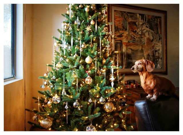 Rufus | December 2013.  Photo by: Johnny Ortez-Tibbels ©