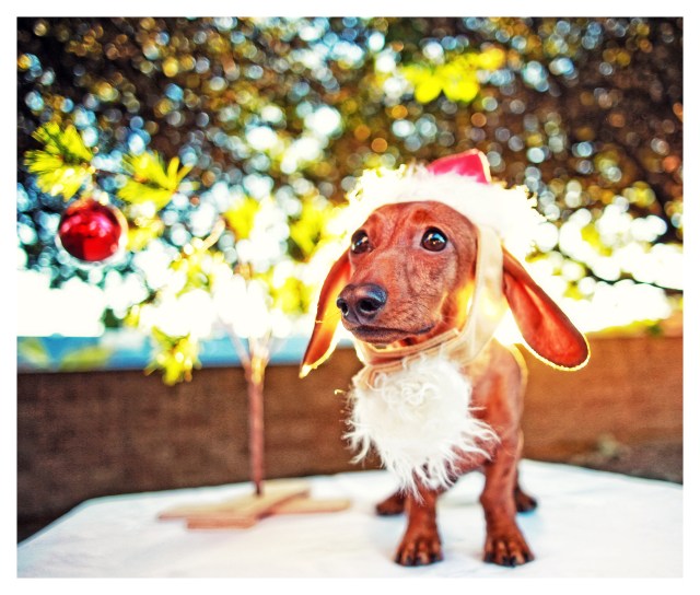 Lily | December 2013. Photo by: Johnny Ortez-Tibbels ©