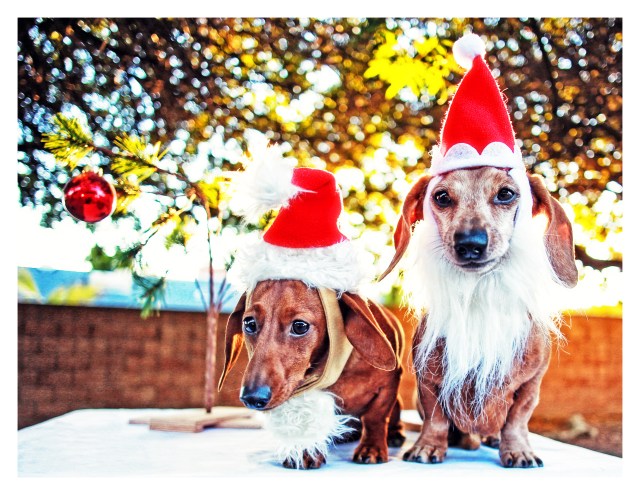 Lily & Rufus | December 2013. Photo by: Johnny Ortez-Tibbels ©