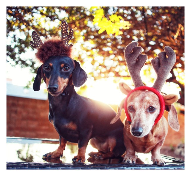 Emily & Rufus | December 2013.  Photo by: Johnny Ortez-Tibbels ©