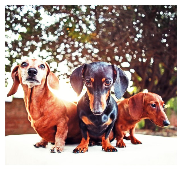 Rufus, Emily & Lily | December 2013.  Photo by: Johnny Ortez-Tibbels ©