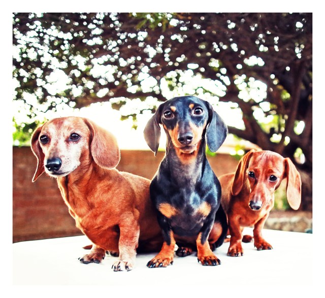 Rufus, Emily & Lily | December 2013.  Photo by: Johnny Ortez-Tibbels ©