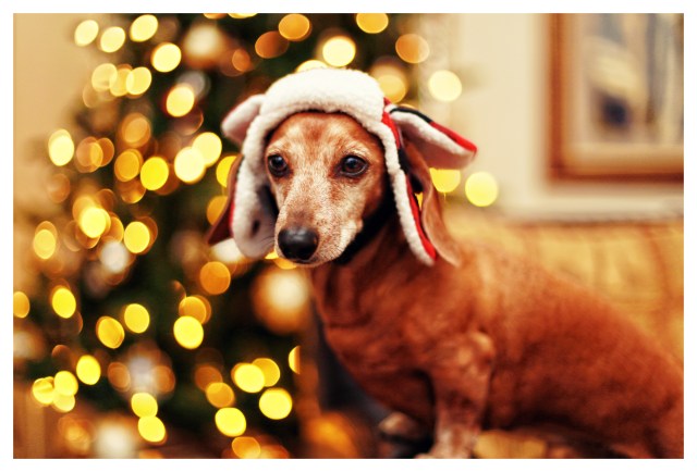 Rufus | December 2013.  Photo by: Johnny Ortez-Tibbels ©