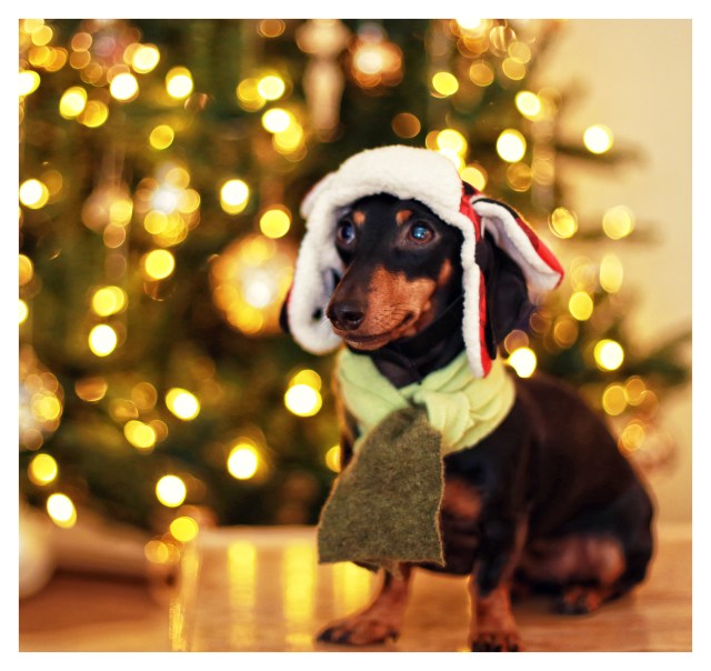 Emily | December 2013.  Photo by: Johnny Ortez-Tibbels ©