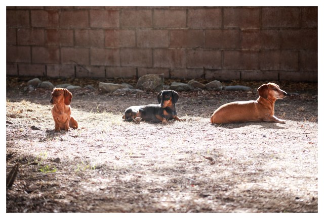 Lily, Emily & Rufus | December 2013.  Photo by: Johnny Ortez-Tibbels ©