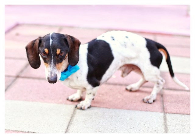 Elvis | December 2013.  Photo by: Johnny Ortez-Tibbels ©