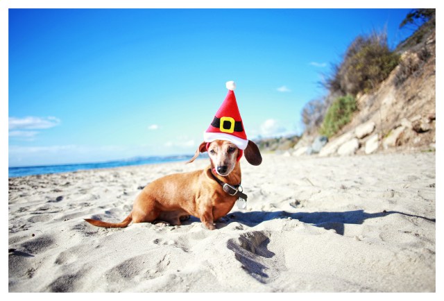 Rufus | December 2013.  Photo by: Johnny Ortez-Tibbels ©