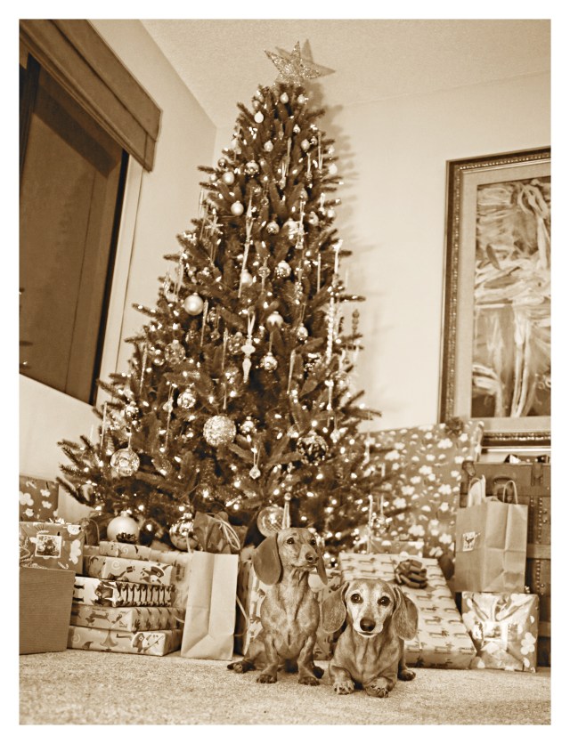 Lily & Rufus | December 2013.  Photo by: Johnny Ortez-Tibbels ©