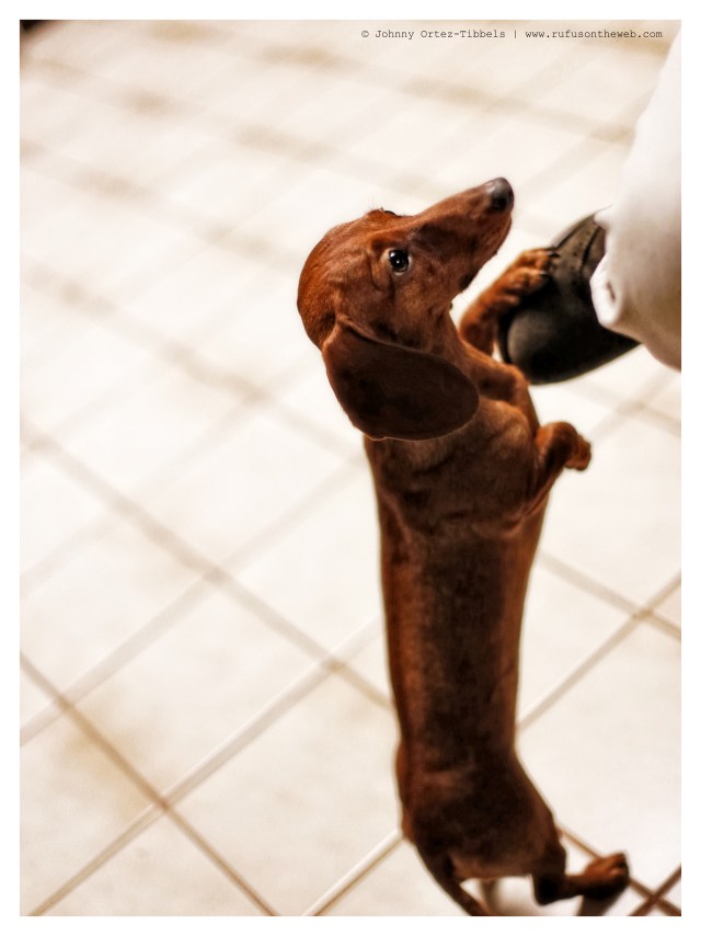 Lily | December 2013.  Photo by: Johnny Ortez-Tibbels ©