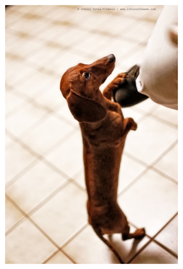 Lily | December 2013.  Photo by: Johnny Ortez-Tibbels ©