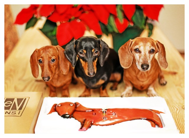 Lily, Emily & Rufus | December 2013.  Photo by: Johnny Ortez-Tibbels ©