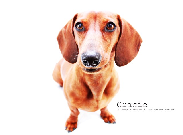 Gracie | February 2011.  Photo by: Johnny Ortez-Tibbels ©