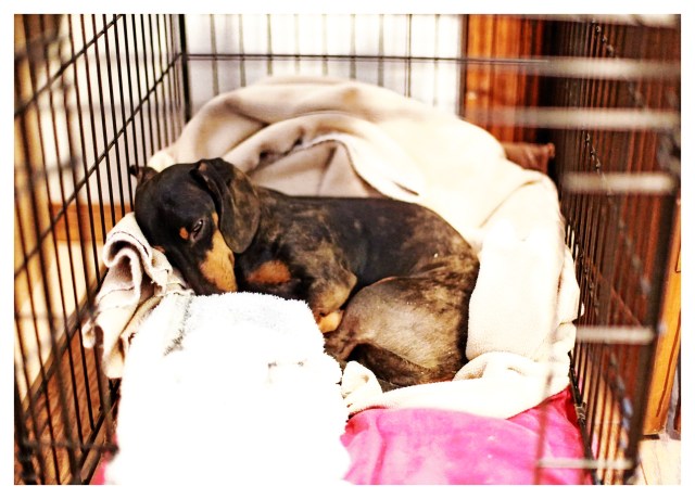 Emily | October 2013.  Photo by: Johnny Ortez-Tibbels ©