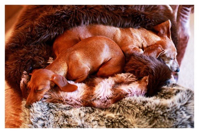 Lily & Rufus | November 2013.  Photo by: Johnny Ortez-Tibbels ©